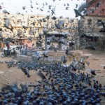 Dr. Henk de Weerd in Jaipur , India